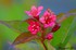 WEIGELA ou WEIGELIA