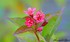 WEIGELA ou WEIGELIA