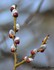 Bourgeons