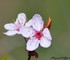 Arbre en fleurs