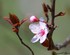 Arbre en fleurs