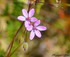 Erodium cicutarium