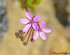 Erodium cicutarium