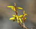 Forsythias