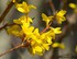 Forsythias