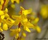 Forsythias