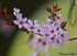 Arbre en fleurs