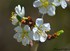 Fleurs de pommier