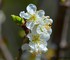 Fleurs de pommier