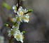 Fleurs de pommier