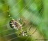 L'Argiope fasciée (Argiope br