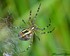 L'Argiope fasciée (Argiope br