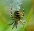 L'Argiope fasciée (Argiope br