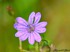 Géranium sanguin - Geranium s