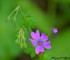 Géranium sanguin - Geranium s