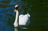 Cygne