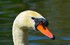 Cygne