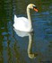 Cygne