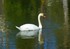 Cygne