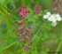 Fleurs Fumeterre