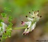 Petites fleurs