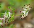 Petites fleurs