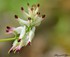 Petites fleurs