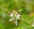 Petites fleurs