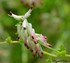 Petites fleurs