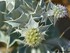 Eryngium maritimum