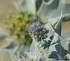 Eryngium maritimum