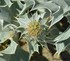 Eryngium maritimum