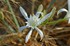 Pancratium maritimum