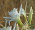 Pancratium maritimum