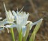 Pancratium maritimum