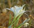 Pancratium maritimum