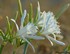 Pancratium maritimum