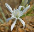 Pancratium maritimum