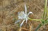 Pancratium maritimum