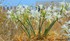 Pancratium maritimum