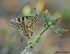 Le Machaon