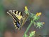 Le Machaon