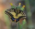 Le Machaon