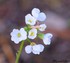 Fleurs Blanches