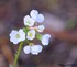 Fleurs Blanches