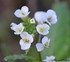 Fleurs Blanches