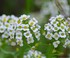 Fleurs Blanches