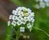 Fleurs Blanches