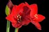 Amaryllis