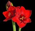 Amaryllis